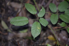Phragmidium violaceum