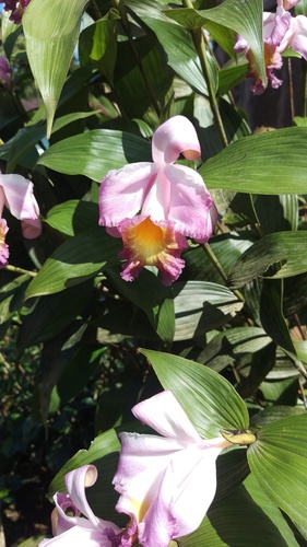 Ecuadorian Sobralia (Sobralia ecuadorana)