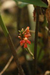 Epidendrum cochlidium, photograph author not stated, no rights reserved