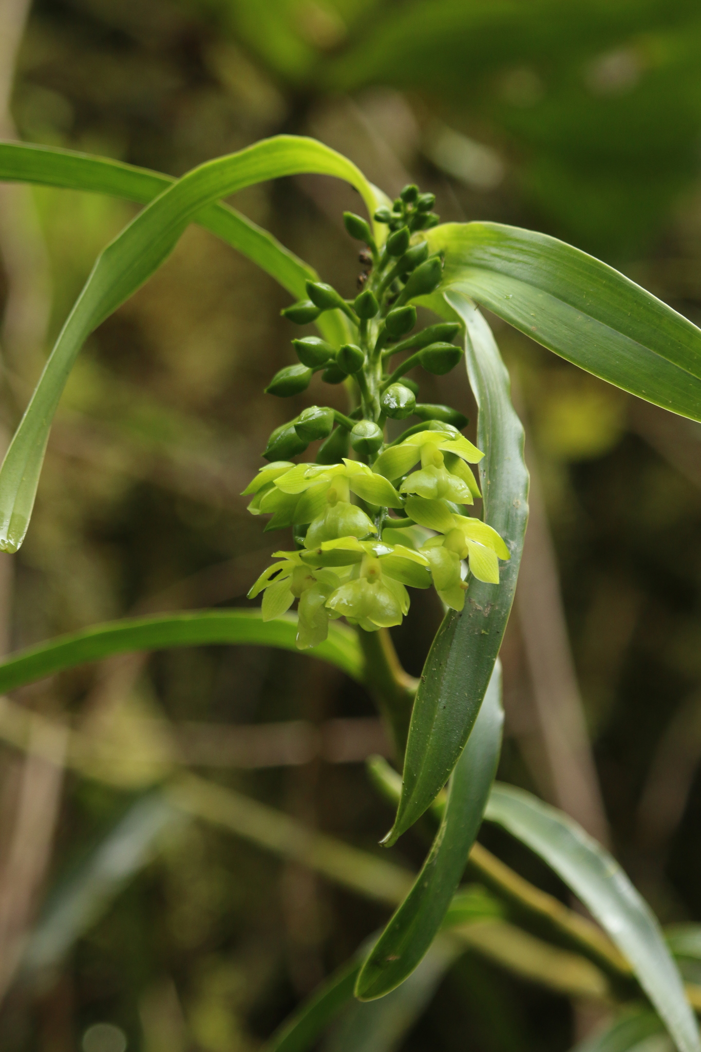 Epidendrum renilabium Schltr.