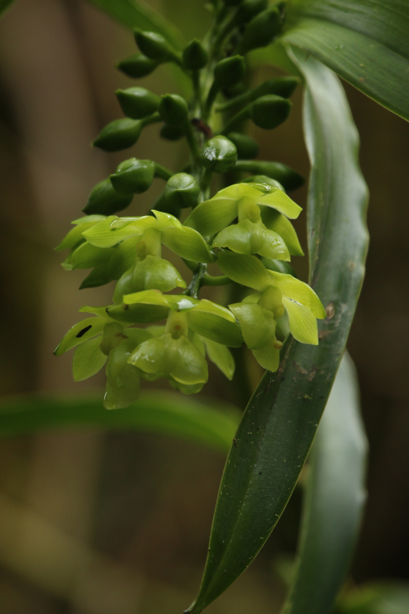 Epidendrum renilabium Schltr. 2