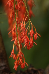 Epidendrum spathatum, photograph author not stated, no rights reserved