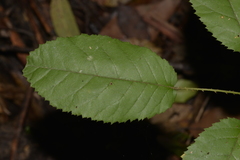 Rubus nebulosus