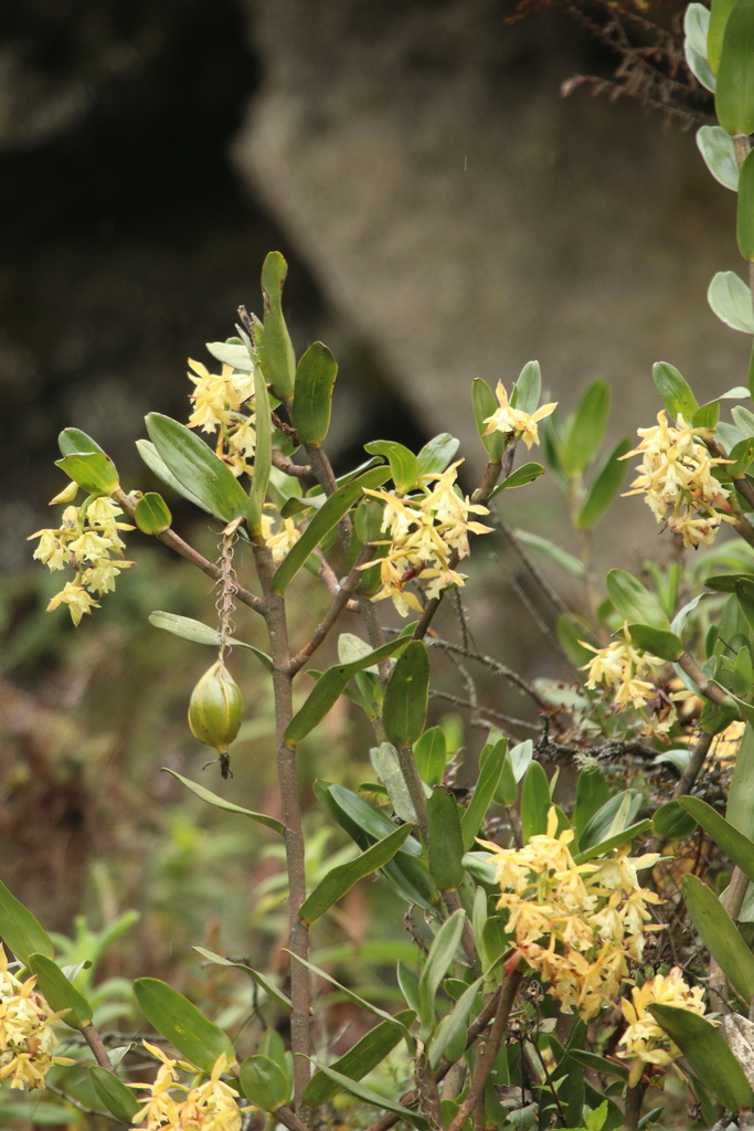 Epidendrum cernuum Kunth 3