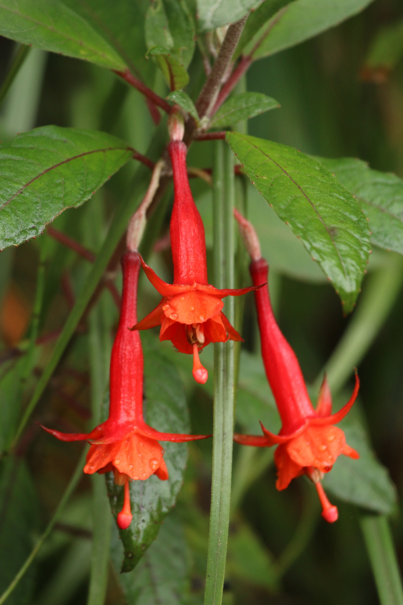 Fuchsia ampliata