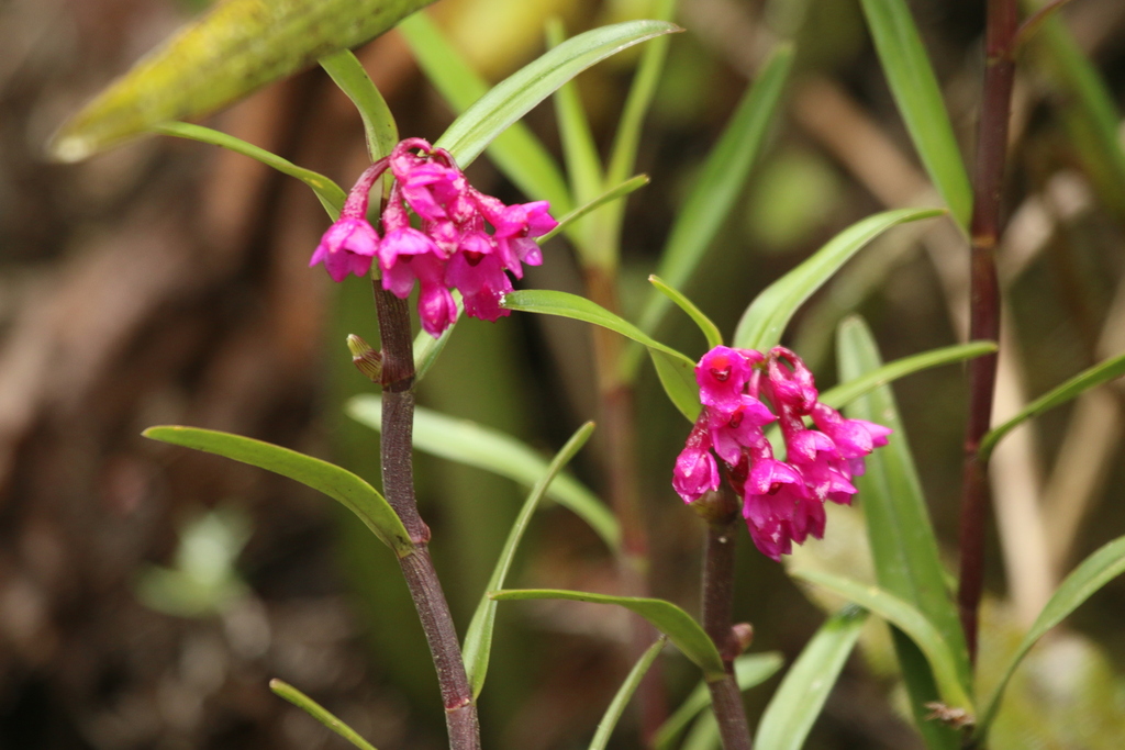 Epidendrum mesogastropodium