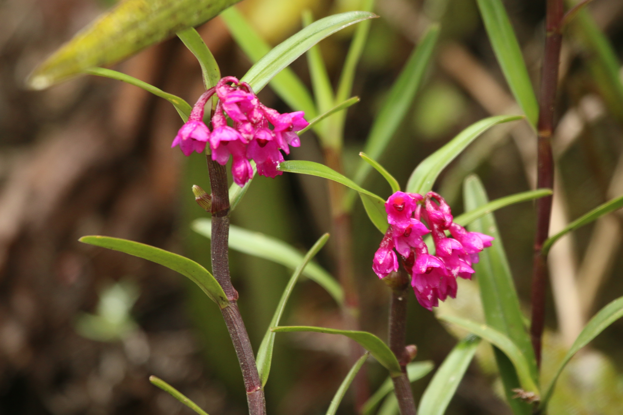 Epidendrum mesogastropodium Hágsater & Dodson 3