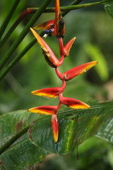 author not stated, no rights reserved Heliconia marginata, photograph author not stated, no rights reserved