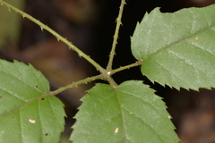 Rubus nebulosus