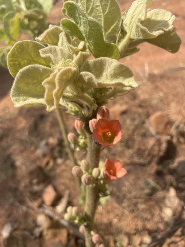 Brachychiton tuberculatus (W.Fitzg.) Guymer