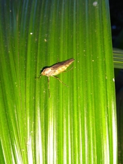 Chiromyzinae