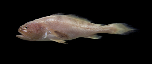 Butterfish (Nebris microps) — Sciaenidae