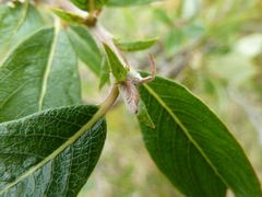 Salix glauca