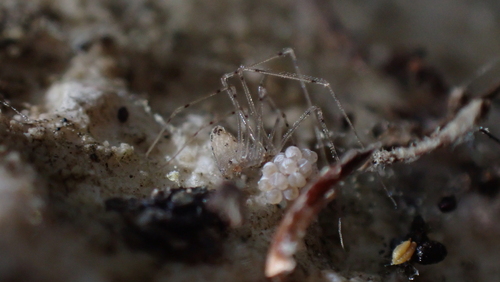 Spermophorides huberti