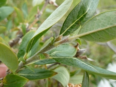Salix glauca