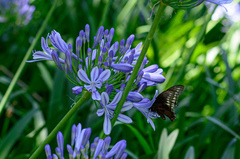 Agapanthus praecox