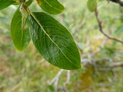 Salix glauca