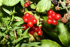 Lonicera periclymenum