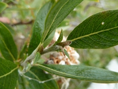 Salix glauca