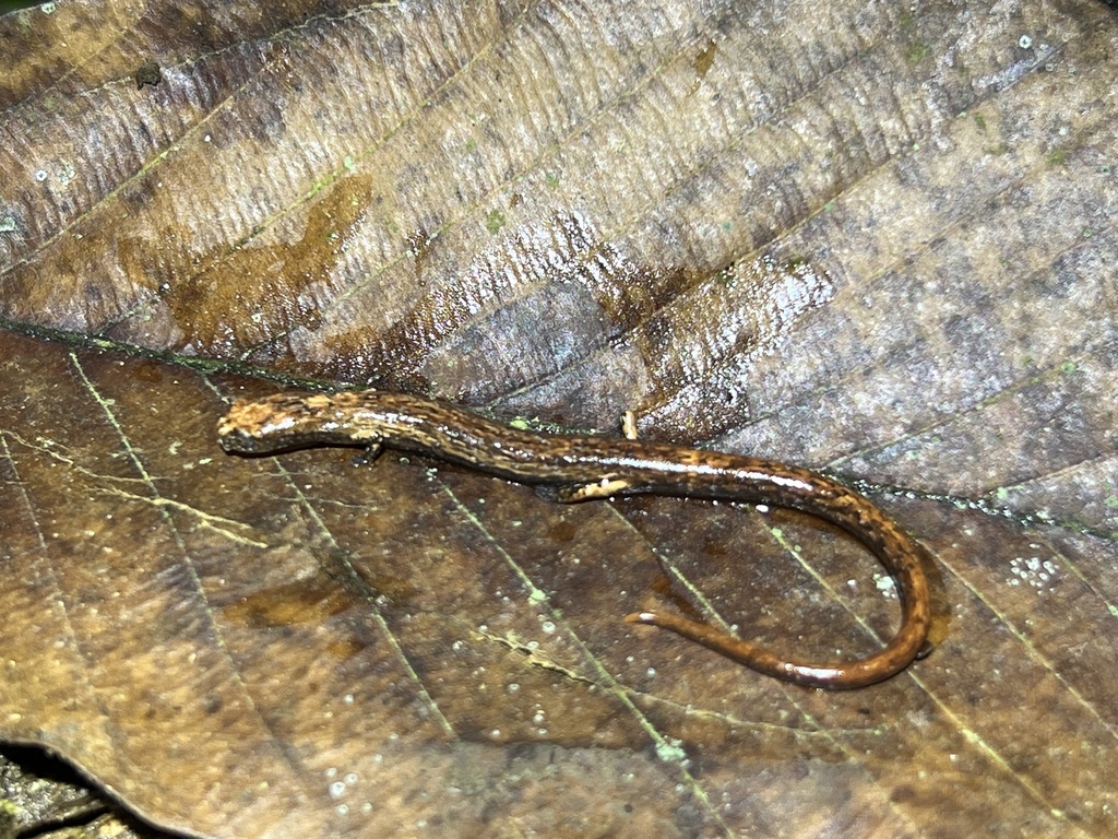 Berlin's Flat-Headed Salamander