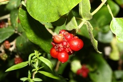 Lonicera periclymenum