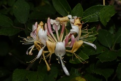 Lonicera periclymenum