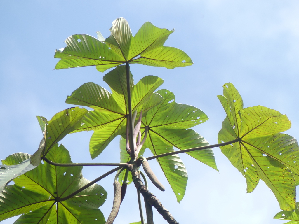 Cecropia gabrielis