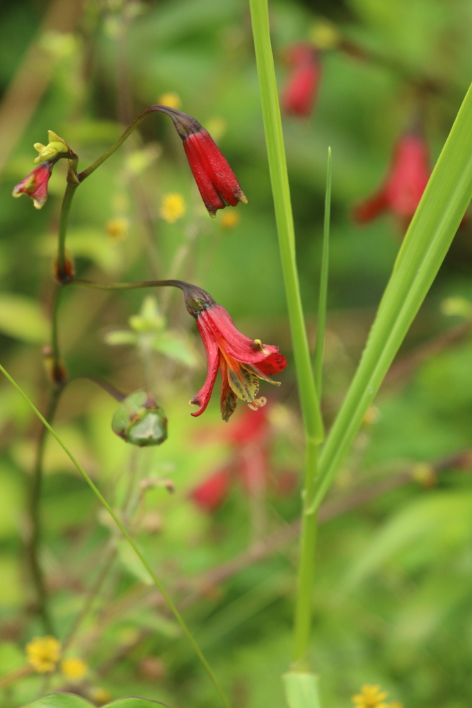 Bomarea moritziana (Bomarea moritziana)
