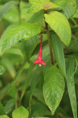 Fuchsia scabriuscula, photograph 1