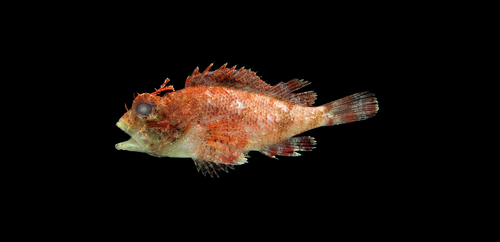 Goosehead scorpionfish (Scorpaena bergii) — Scorpaenidae — 2