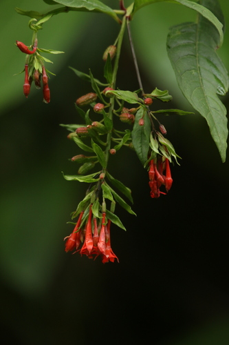 Fuchsia orientalis (Fuchsia orientalis)