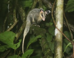 Guianan White-Eared Opossum photo 2