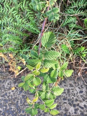Rubus pinnatus