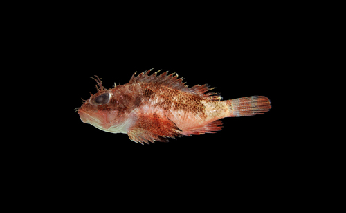 Smoothhead scorpionfish (Scorpaena calcarata) — Scorpaenidae — 3