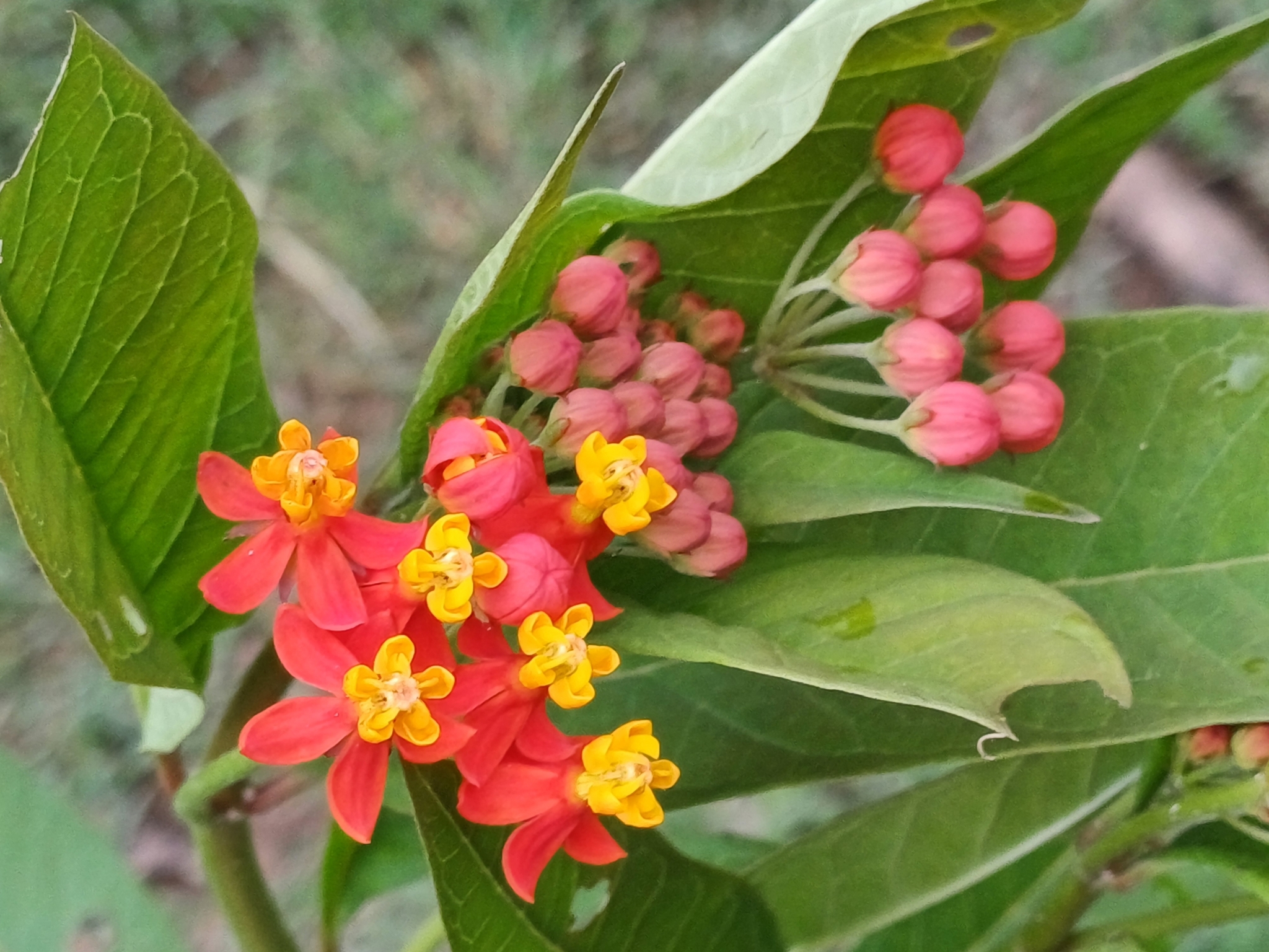 Asclepias curassavica