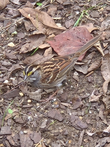 White-throated Sparrow photographed in Alabama