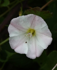 Convolvulus arvensis