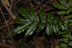 Dysoxylum