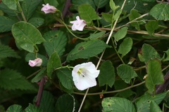 Convolvulus arvensis