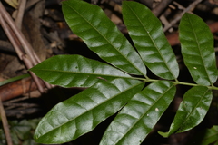 Dysoxylum