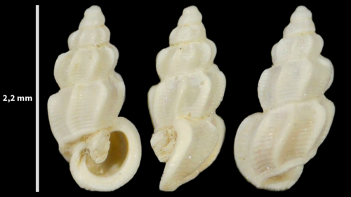 Manzonia crassa