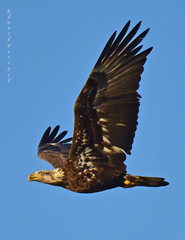 Haliaeetus leucocephalus leucocephalus