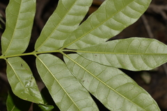 Dysoxylum