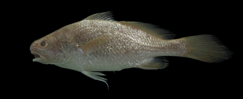 Braziliaanse ster-omber (Stellifer brasiliensis) — Sciaenidae