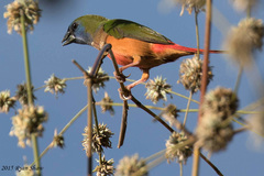 Pin-Tailed Parrotfinch photo 4