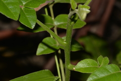 Dysoxylum