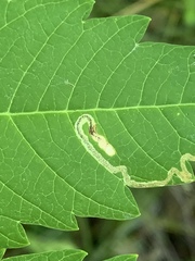 Stigmella intermedia