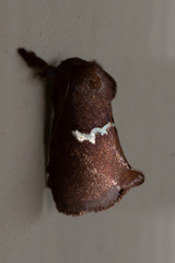 Monoleuca semifascia