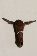 Monoleuca semifascia