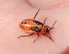 Lygaeus kalmii